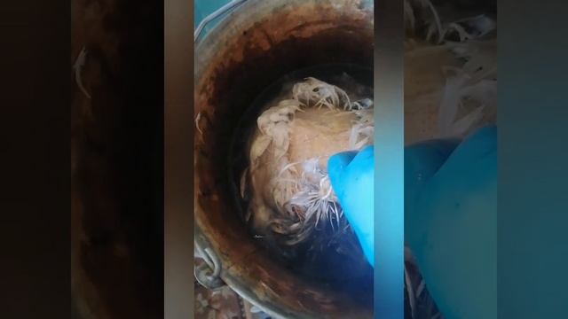 14с. Мамулечка в деле. Забой бройлеров женской рукой. 03.09.22 г. смотреть онлайн