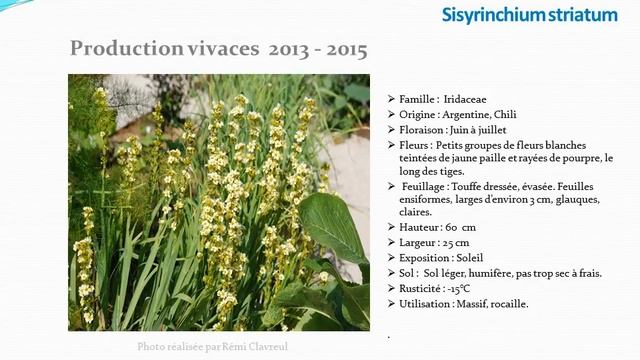 chaine de jardin: Sisyrinchium striatum: plante vivace. смотреть онлайн