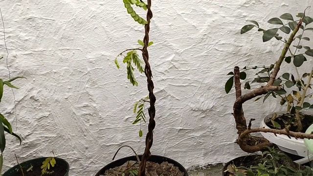 тамаринд,плетение,