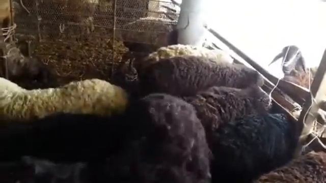 1)Ягнята молодняк.