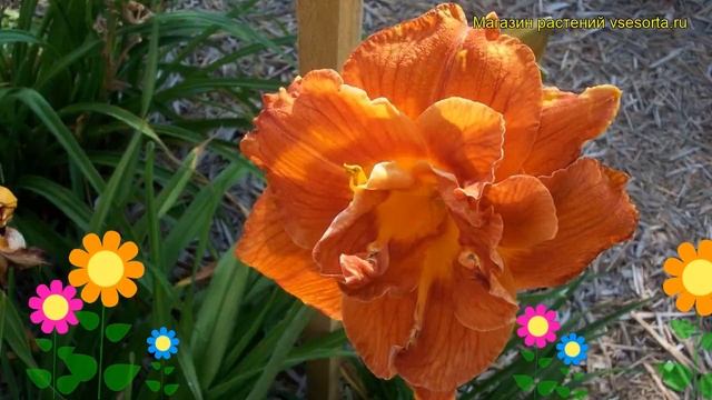 Лилейник гибридный Даблишес. Краткий обзор, описание hemerocallis hybrida Doublelicious смотреть онлайн