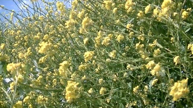 СКИНУТЬ БОЛЕЗНЬ НА ВЕТЕР ???? смотреть онлайн