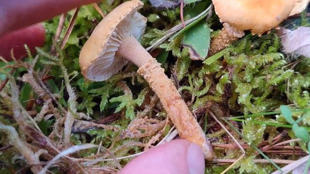 Abundante y bonita seta de pinar: Cystoderma amianthinun. identificación смотреть онлайн