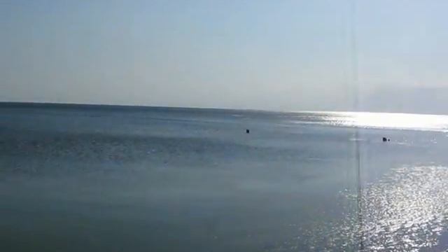 Girl and turkish dog on the shore of the Marmara Sea 1. смотреть онлайн