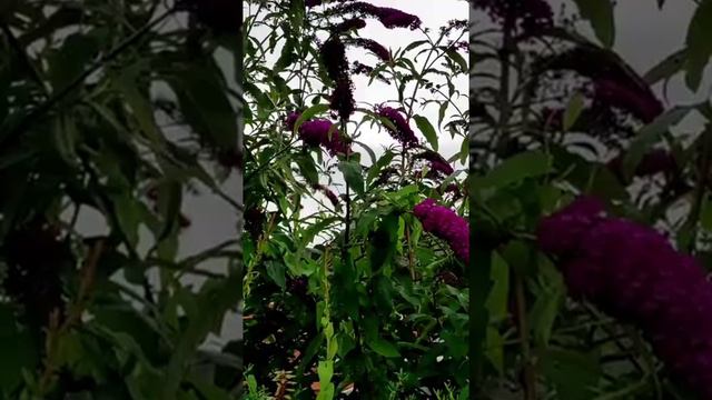 Как называется растение? 🤗🌺 смотреть онлайн