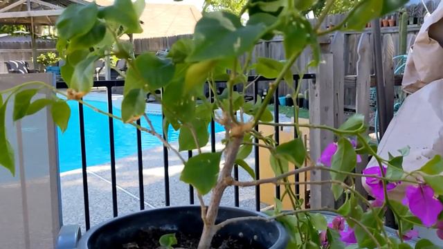 Bougainvillea Bonsai 2021 смотреть онлайн