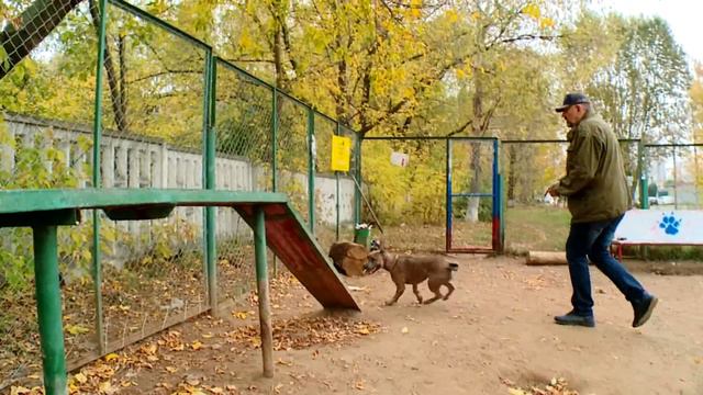 Моя питбультерьерша попала на местное ТВ. Варвара рулит. смотреть онлайн