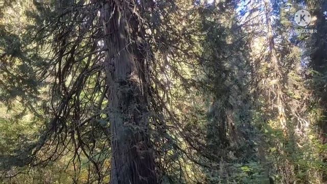 Древний лес, Ancient Forest смотреть онлайн