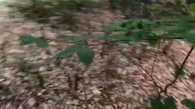 VLOG?Прогулка по Лесу / Вой Шакалов ?/Окопы солдат / смотреть онлайн