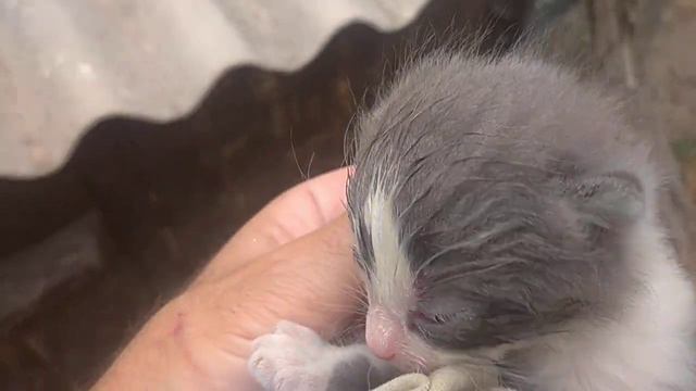 Глазик есть! Ура! Но с глазами проблема, гноятся и отекли. смотреть онлайн