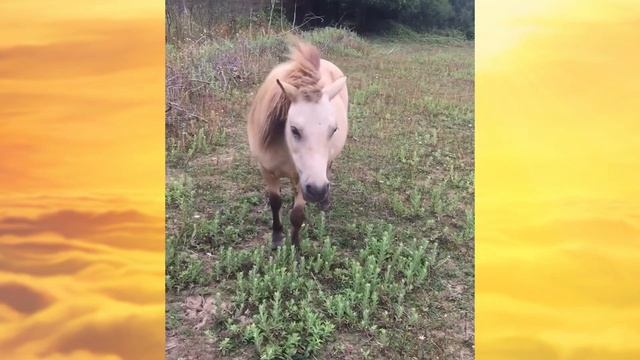 Falabella horse videos compilation/Falabella Miniature Horse/ Try not to watch it to the end смотреть онлайн