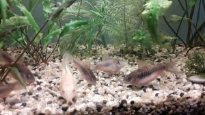 Сомики коридорасы, сомики - альбиносы, золотистый корридорас . Содержание, уход, размножение