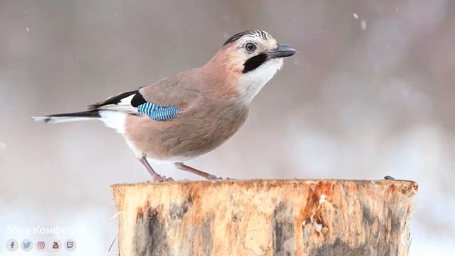 Самая красивая мелодия в мире! Послушайте Эту Музыку И Вам Станет Легче. Прекрасен Наш Мир смотреть онлайн