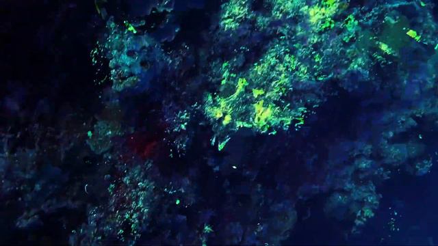 Underwater Sea Creatures Audio Synth Schizo Anno Domini Beats смотреть онлайн