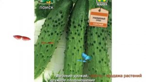 Огурец обыкновенный Эстафета F1 (estafeta f1) ? обзор: как сажать, семена огурца Эстафета F1