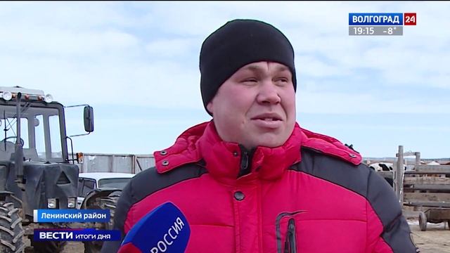 В Волгоградской области растет поголовье крупного рогатого скота смотреть онлайн
