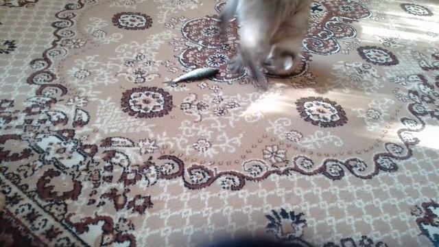 Кувырок моего кота смотреть онлайн