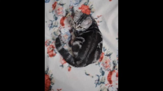 Хлопайте в ладоши вместе с нами ) смотреть онлайн