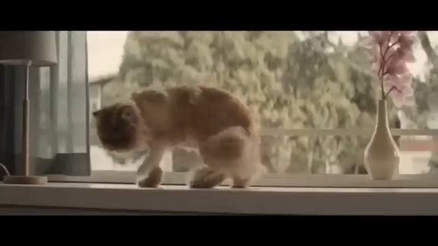 Новая реклама Toyota Corolla - довольный рыжий персидский кот в машине! смотреть онлайн