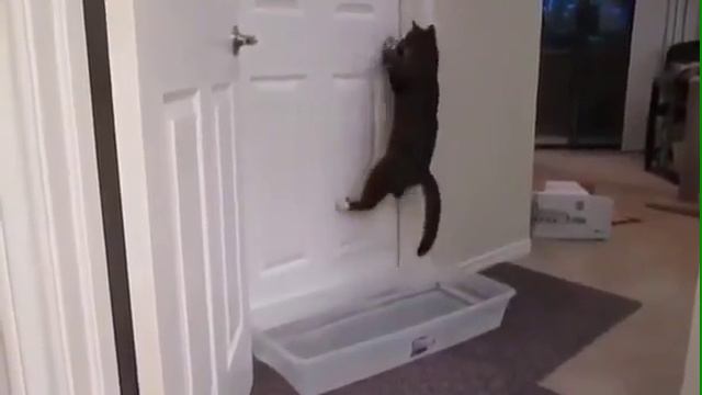 Без кота жизнь не та Прикол