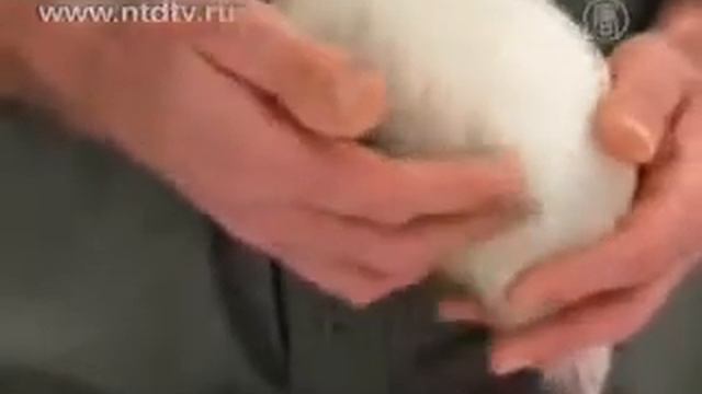 белый киви смотреть онлайн