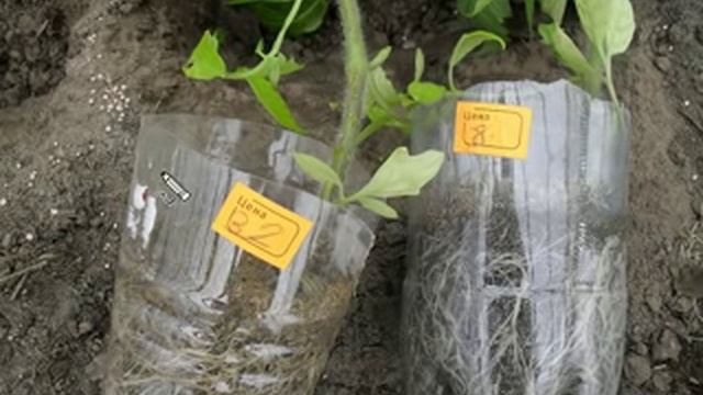 Высадка рассады помидоров смотреть онлайн