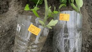 Высадка рассады помидоров