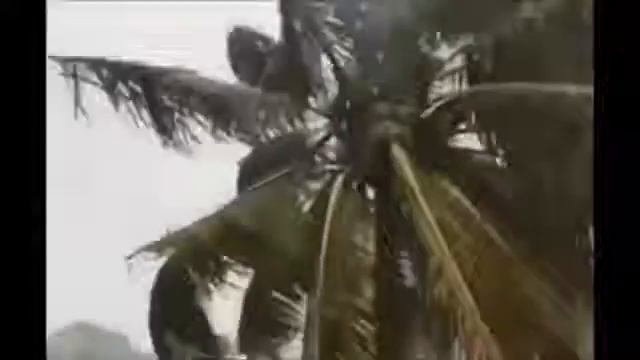 Hurricane Maria hits Dominica/ Tribe of Simeon смотреть онлайн