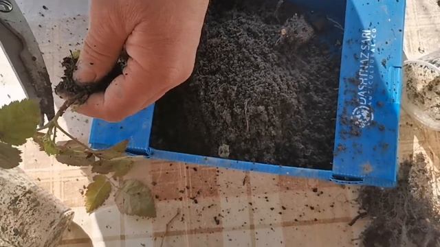 Размножение ежевики! Самый простой метод, размножения ежевики! смотреть онлайн