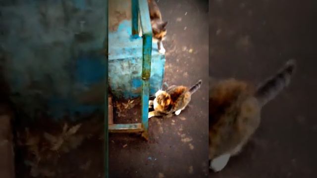Мой кот сходит с ума смотреть онлайн