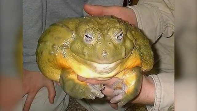 5 ЖУТКИХ ГИГАНТСКИХ СУЩЕСТВ