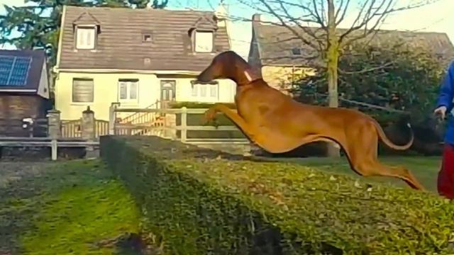 10 Most Expensive Dogs In The World смотреть онлайн