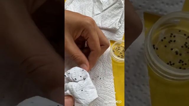 Harvesting seeds from my MeloCactus смотреть онлайн