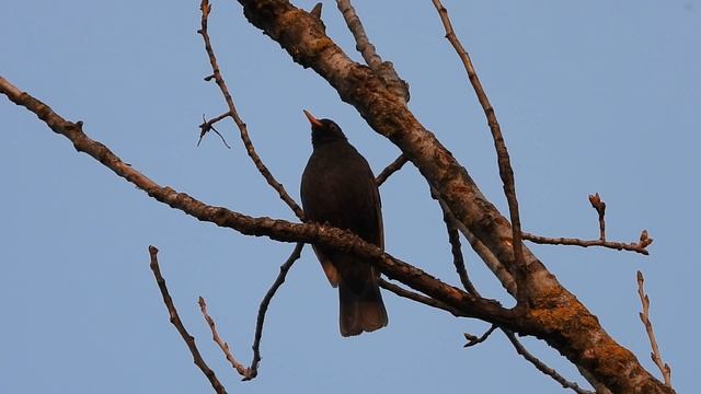 Ptice Hrvatske - Kos, mužjak (Turdus merula) (Birds of Croatia - Blackbird, male) (7/9) смотреть онлайн