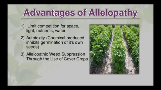 Allelopathy, types, advantage and factors affecting allelopathic effects смотреть онлайн