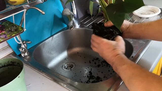 Пересаживаю антуриум после покупки смотреть онлайн