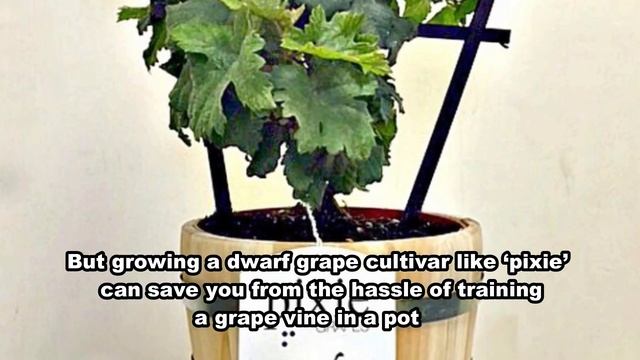 How To Grow, Planting, And Care Grapes In Containers | Growing Grapes At Home | Gardening Tips
