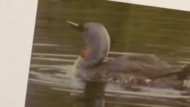 Загляни в море - Гагары смотреть онлайн