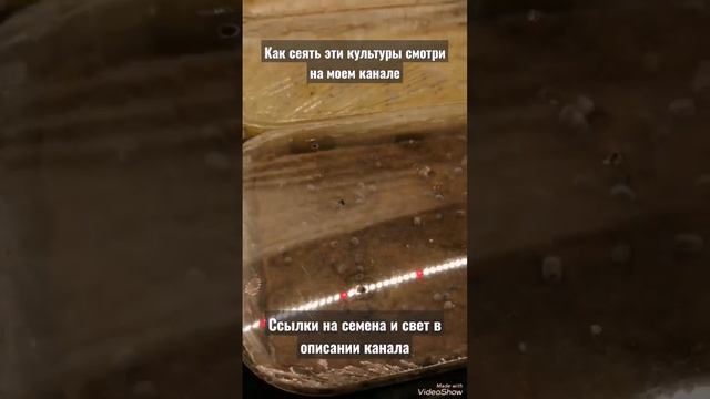 Ты сам это можешь! #Выращиваем молодую #зелень у себя дома, без походов за ней в магазин! смотреть онлайн