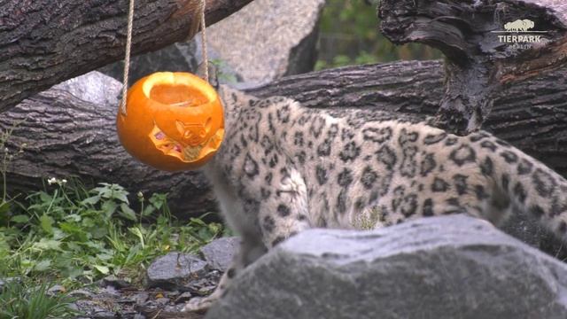 Schneeleopard spielt mit Kürbissen im Tierpark Berlin - Snow leopard plays with pumpkins смотреть онлайн