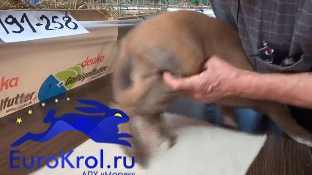 Кролик Французский баран. Особенности тюрингенского окраса смотреть онлайн