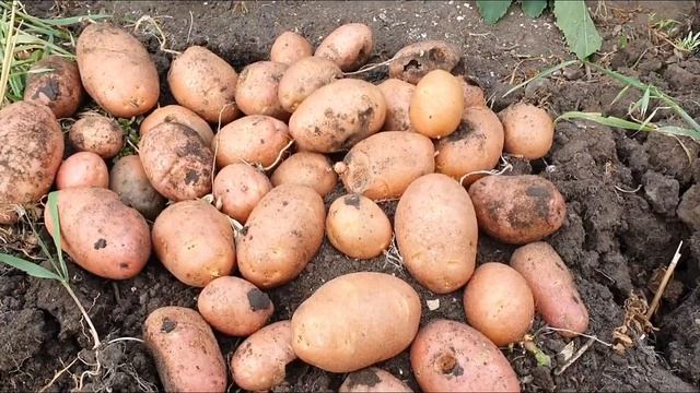 35. Картофель. Монокалий фосфат для молодой лозы. Шпалера для винограда. смотреть онлайн
