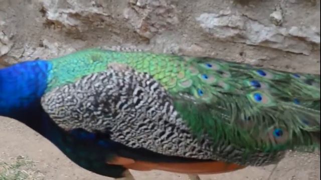 Валентин Скляр - Рецепт добра (cover Олег Винник) смотреть онлайн