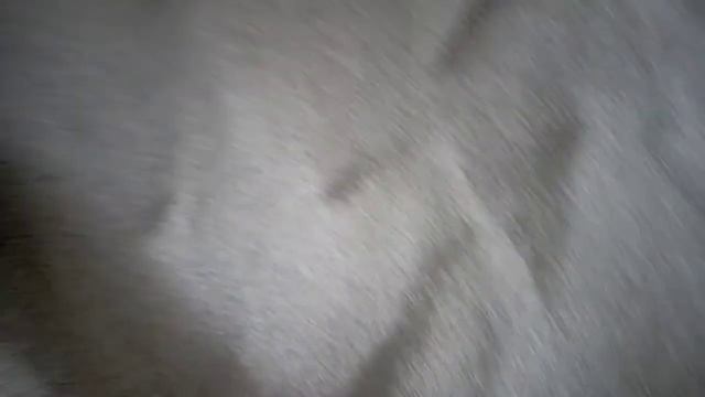 Зерно хранилище и амбарный долгоносик смотреть онлайн