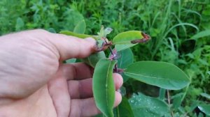 Самые крупные и вкусные сорта жимолости в Московской области. Восторг, Югана, Дочь великана и др.