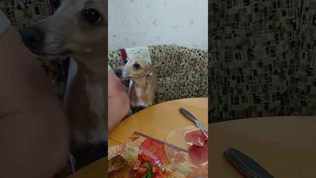 Левретка смотреть онлайн