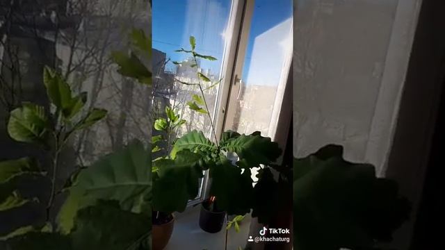Дубовое дерево в квартире смотреть онлайн