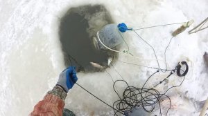 Зимний перемёт на налима,проверка.р.Обь.