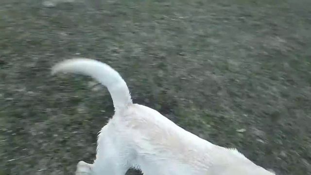 Лабрадор плавает в пруду. Реакция собаки на воду. Throwing My Dog A Pool Party