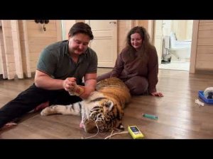 К Тигренку Каталине приехали Ортопеды,что мы будем делать дальш!